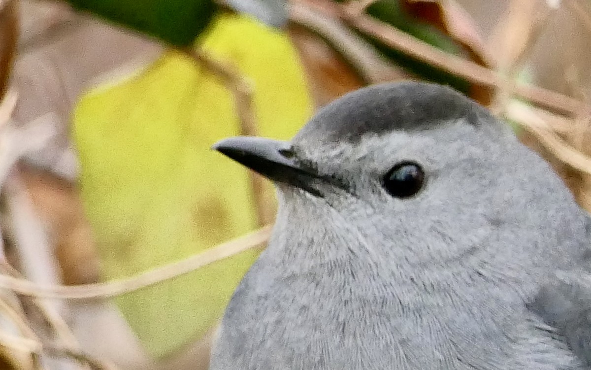 Gray Catbird - ML78718671