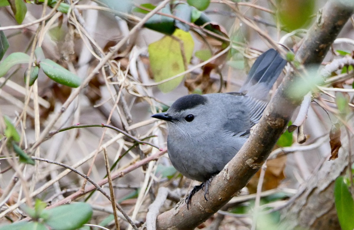 Gray Catbird - ML78718681