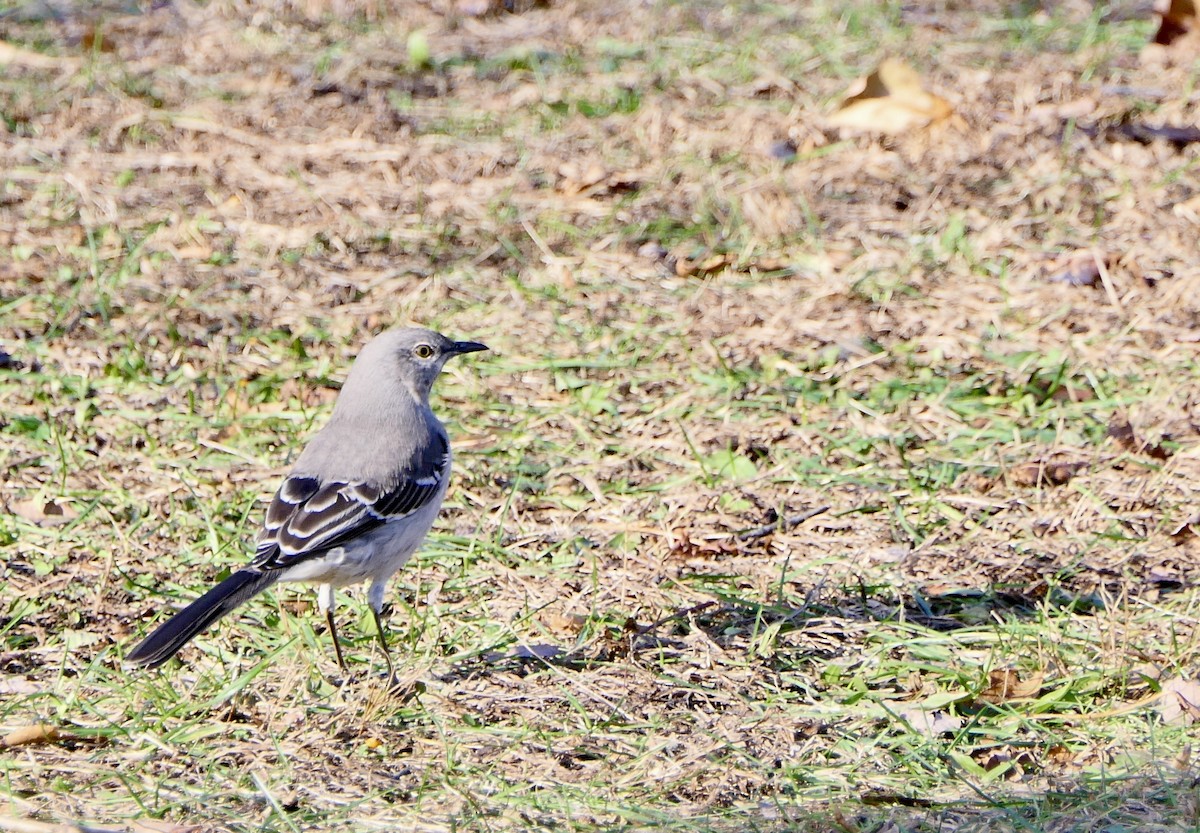 Northern Mockingbird - ML78718701