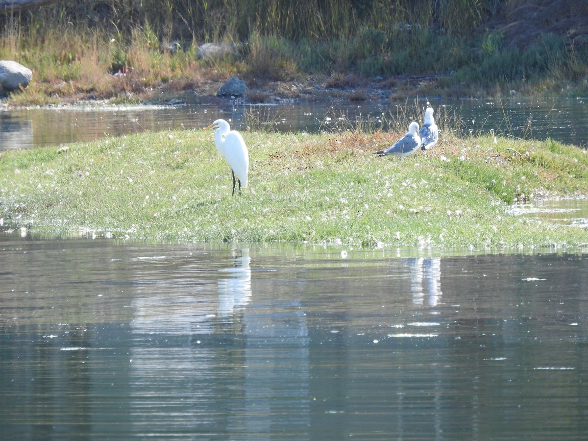 Great Egret (American) - ML78718791