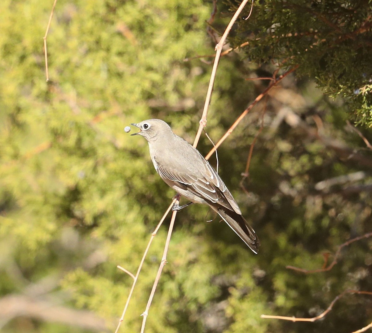 Townsend's Solitaire - ML78719761