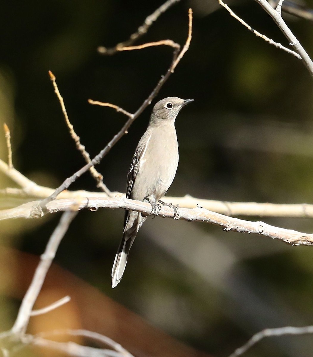 Townsend's Solitaire - ML78719771