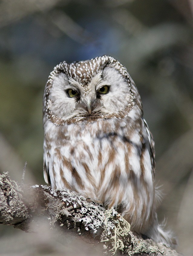 Boreal Owl - Aaron  Brees