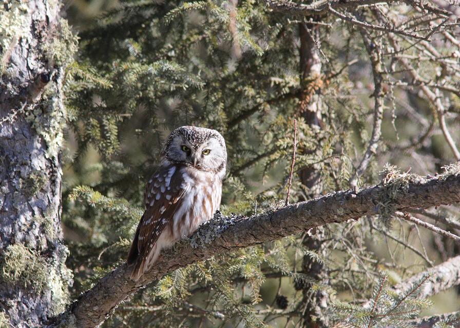 Boreal Owl - Aaron  Brees