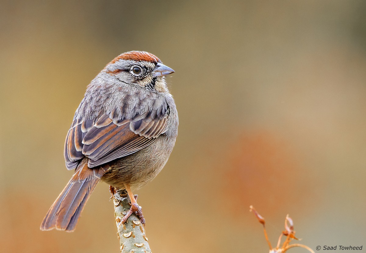 Rufous-crowned Sparrow - Saad Towheed