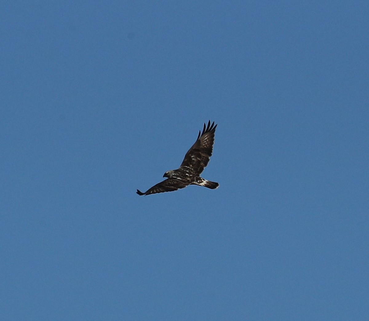 Rough-legged Hawk - ML78721931