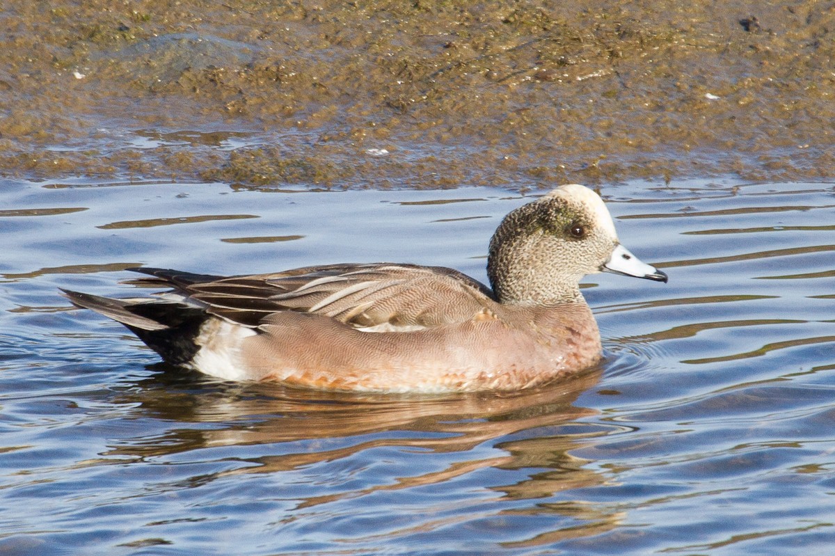 American Wigeon - Brad Dawson