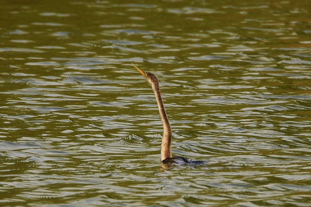 Oriental Darter - ML78723341