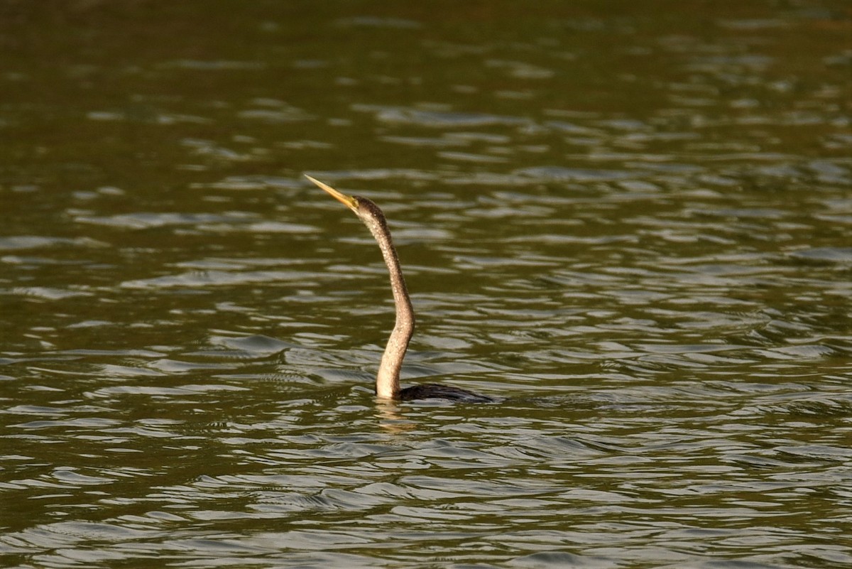 Anhinga Asiática - ML78723351