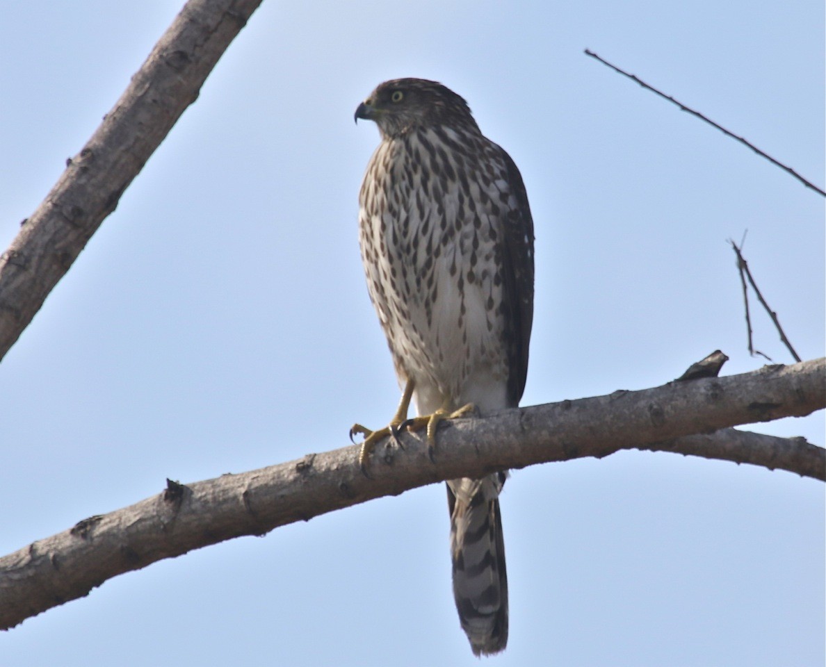 Cooper's Hawk - ML78723461