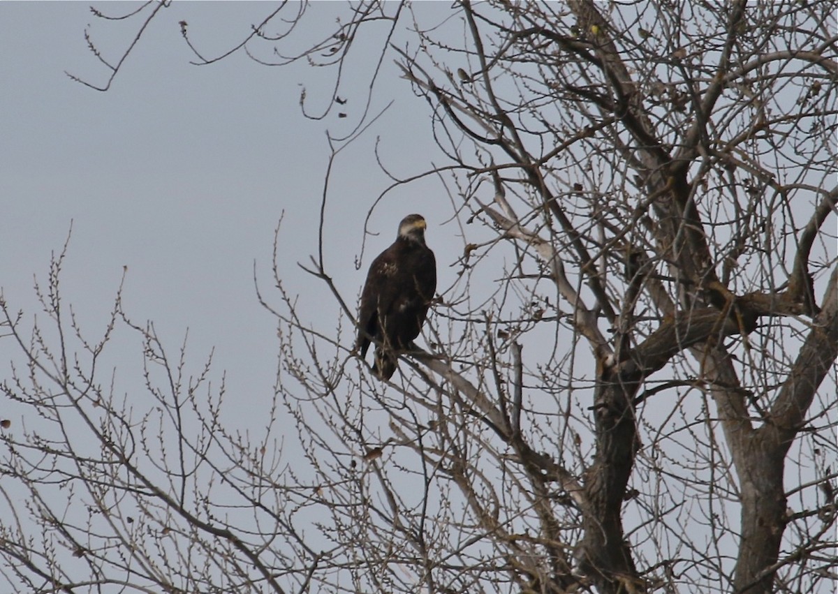 Bald Eagle - ML78724001