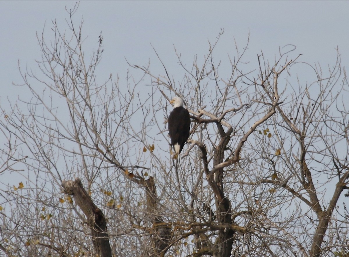 Bald Eagle - ML78724011