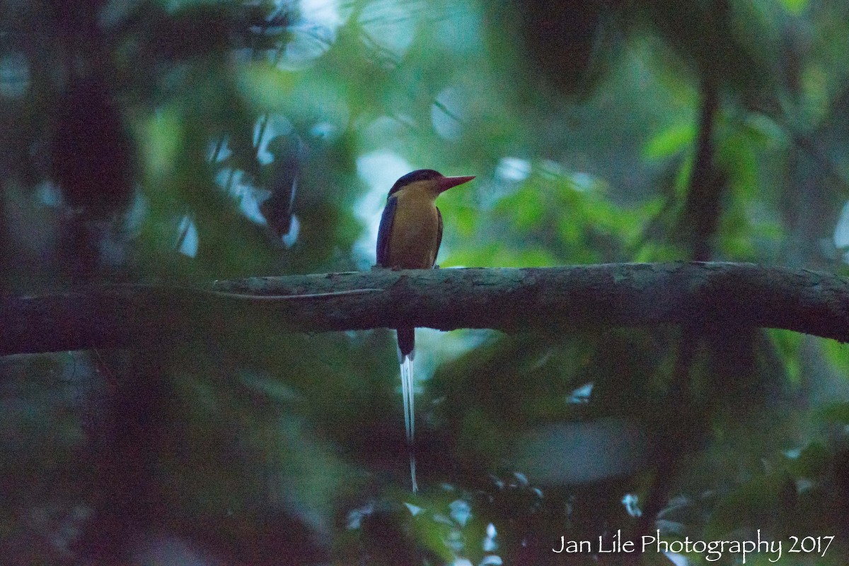 Buff-breasted Paradise-Kingfisher - ML78726231