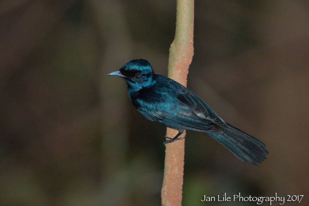 Shining Flycatcher - ML78726261