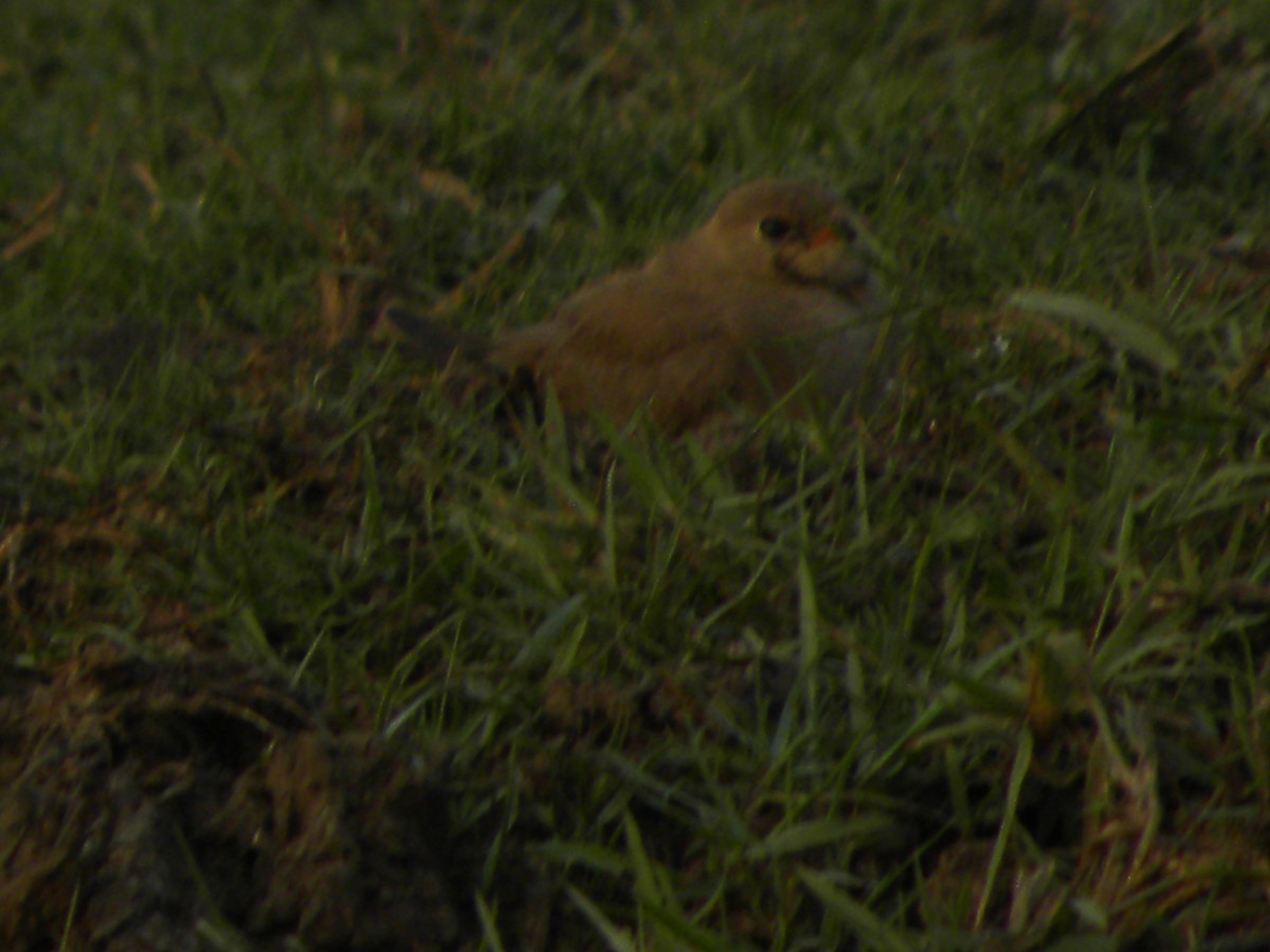 Oriental Pratincole - ML78727261