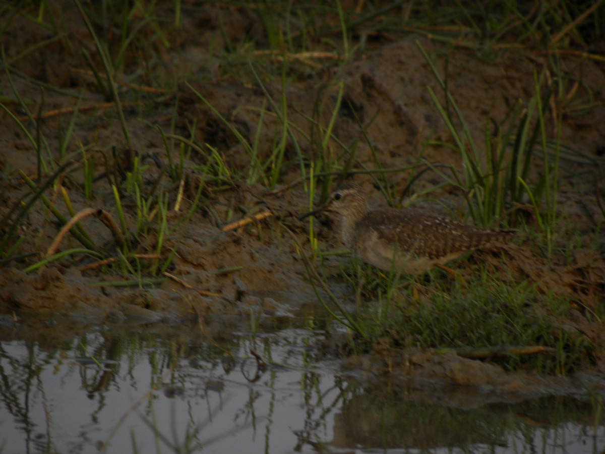 Common Sandpiper - ML78727501