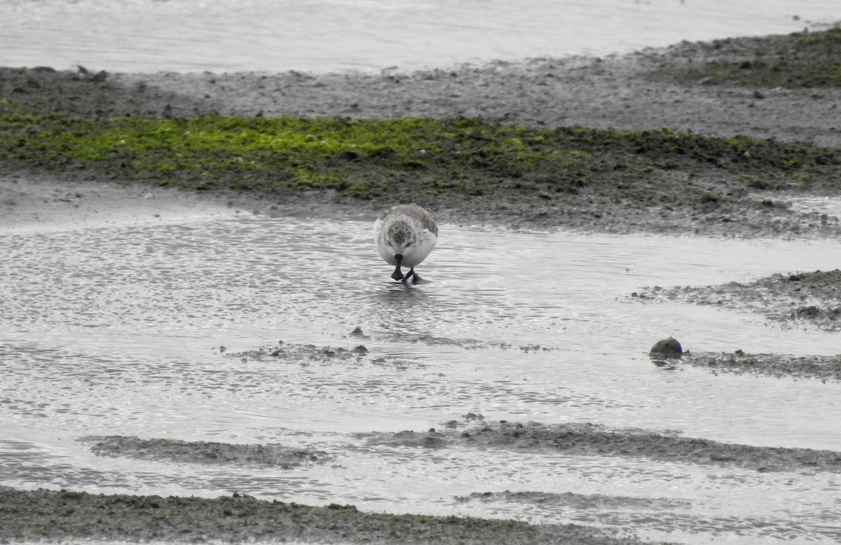 Spoon-billed Sandpiper - ML78728511