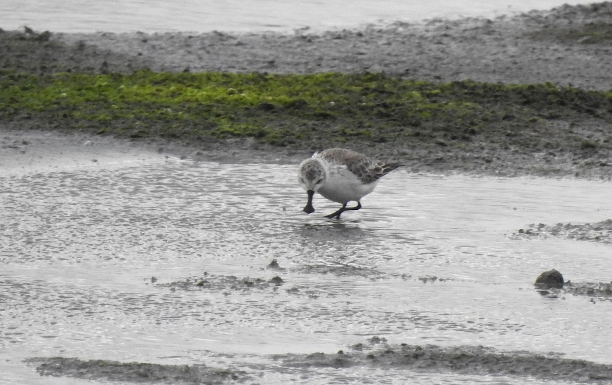 Spoon-billed Sandpiper - ML78728571