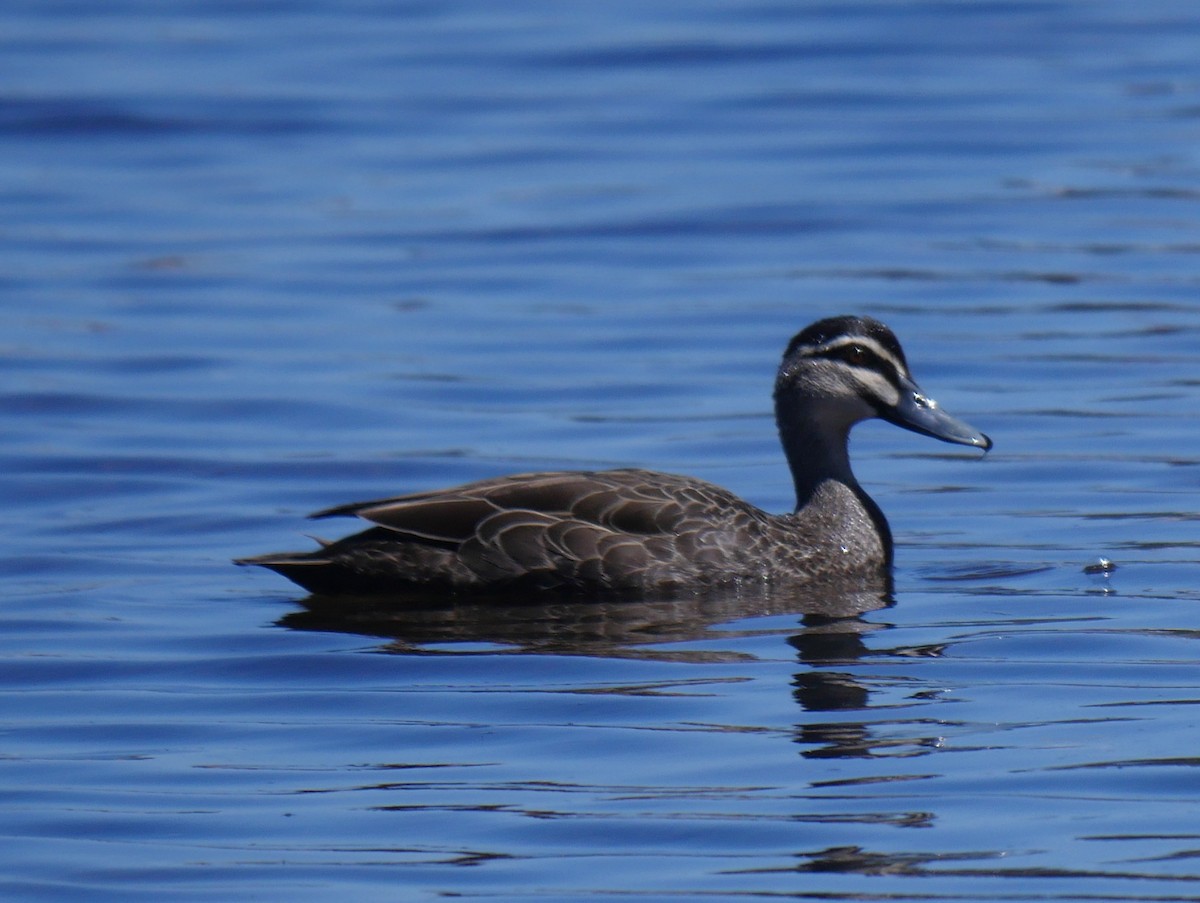 Pacific Black Duck - ML78730081
