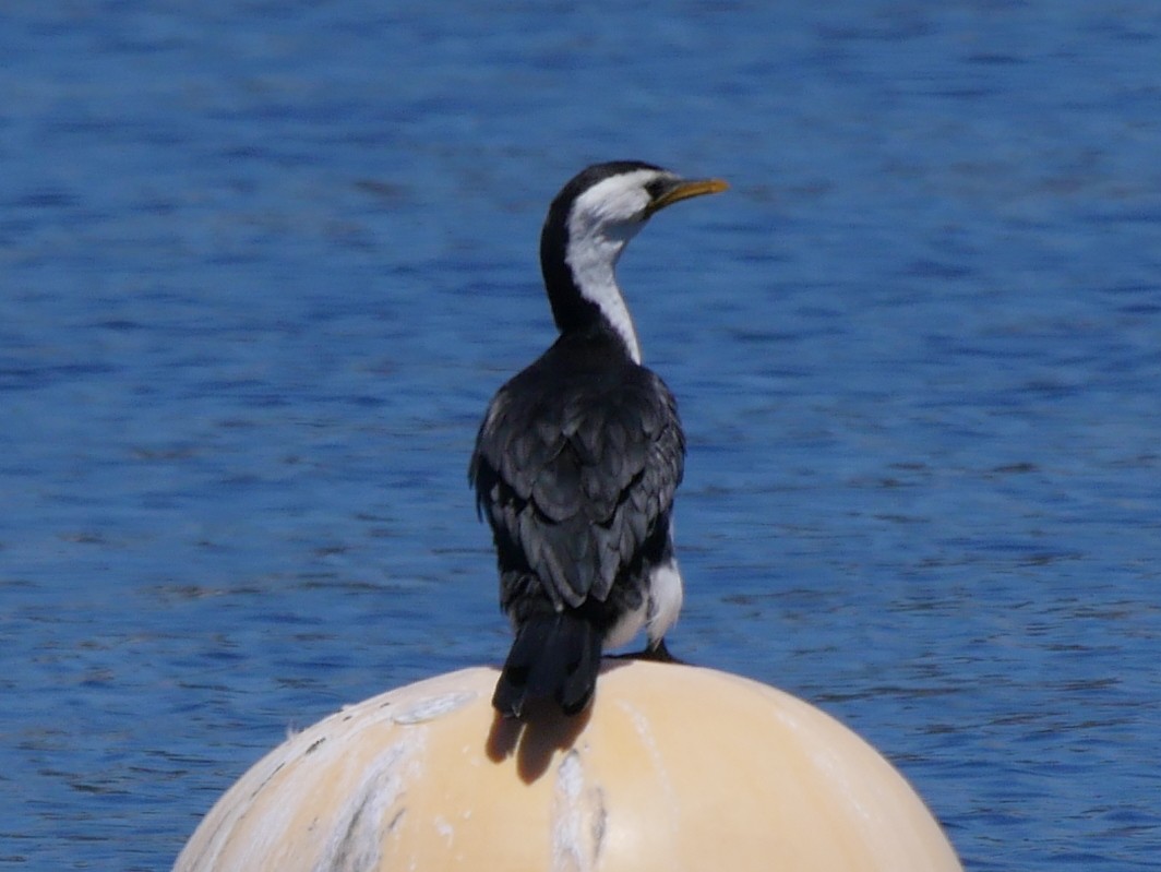 Little Pied Cormorant - ML78730091