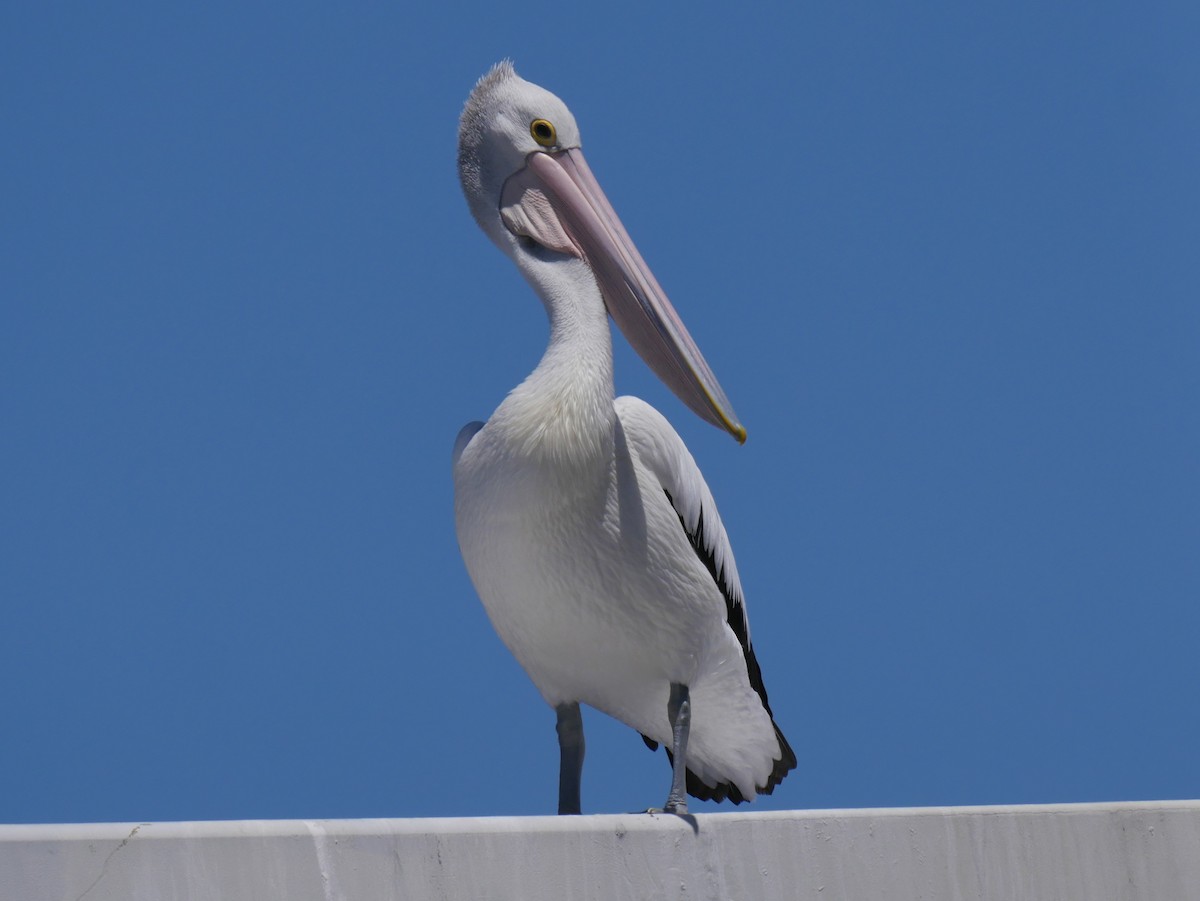 Australian Pelican - ML78730131