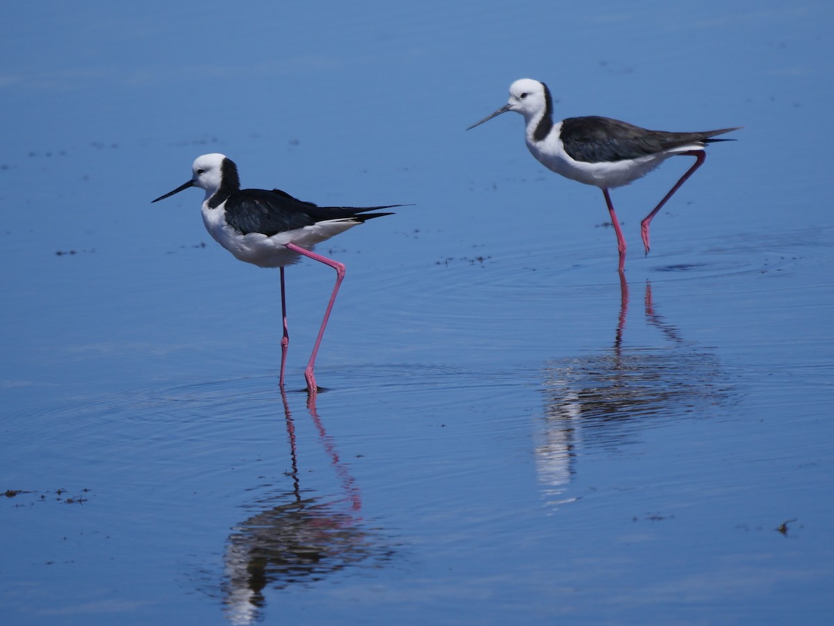 Pied Stilt - ML78730161