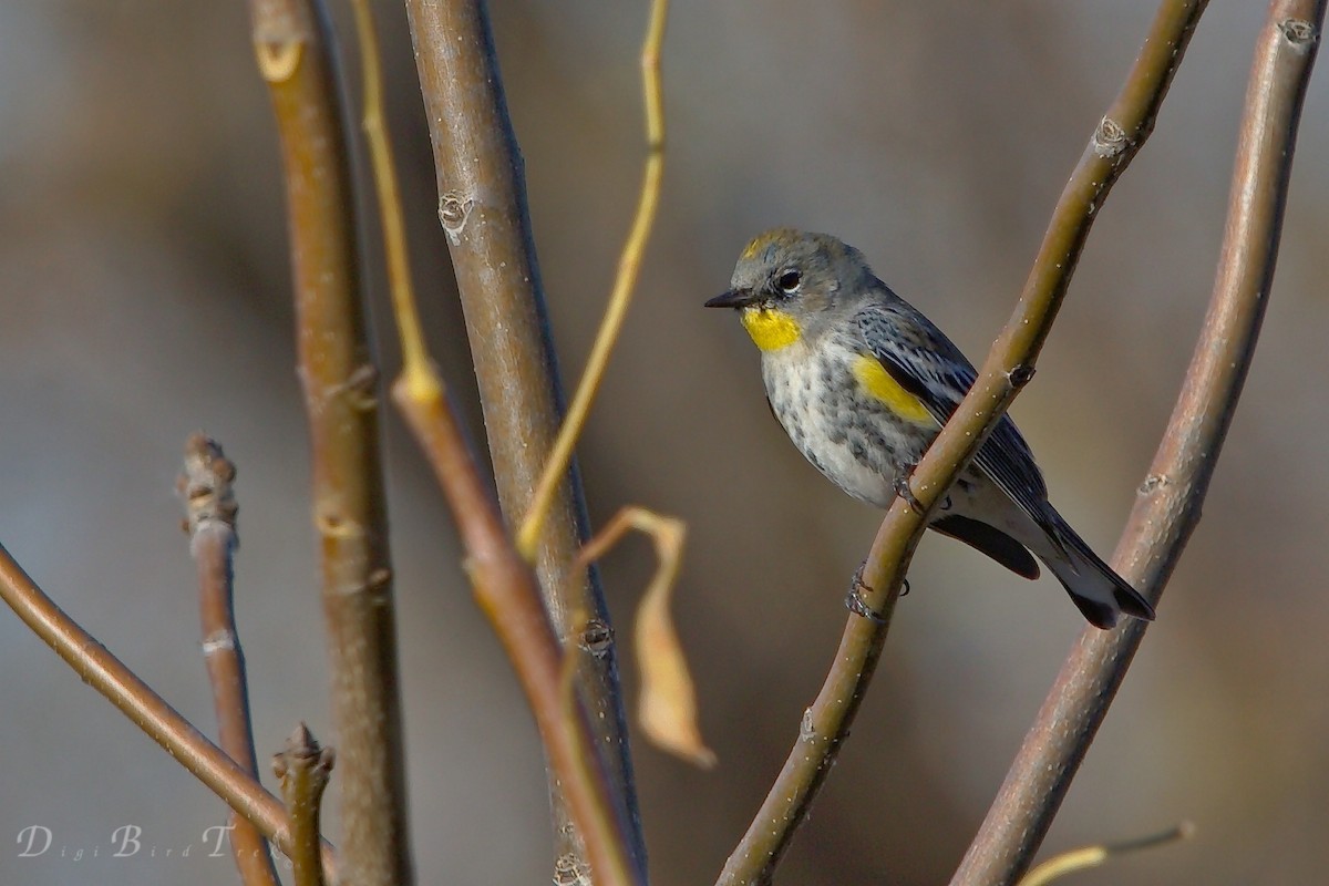 Yellow-rumped Warbler - ML78731281