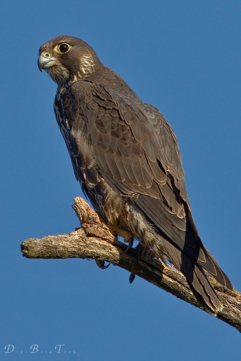 Peregrine Falcon - ML78731661