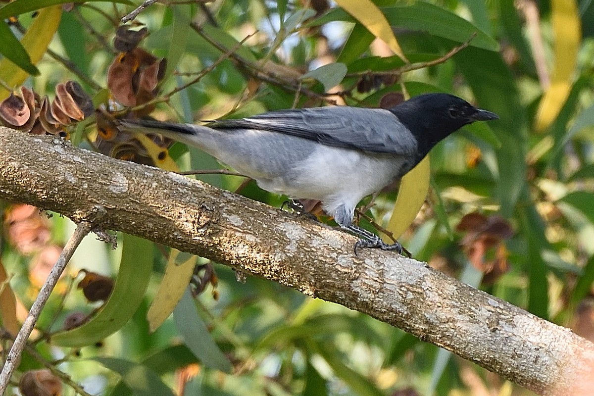 Black-headed Cuckooshrike - Arun Prabhu