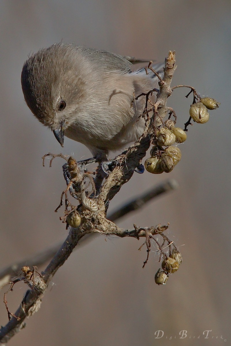 Bushtit - ML78732131