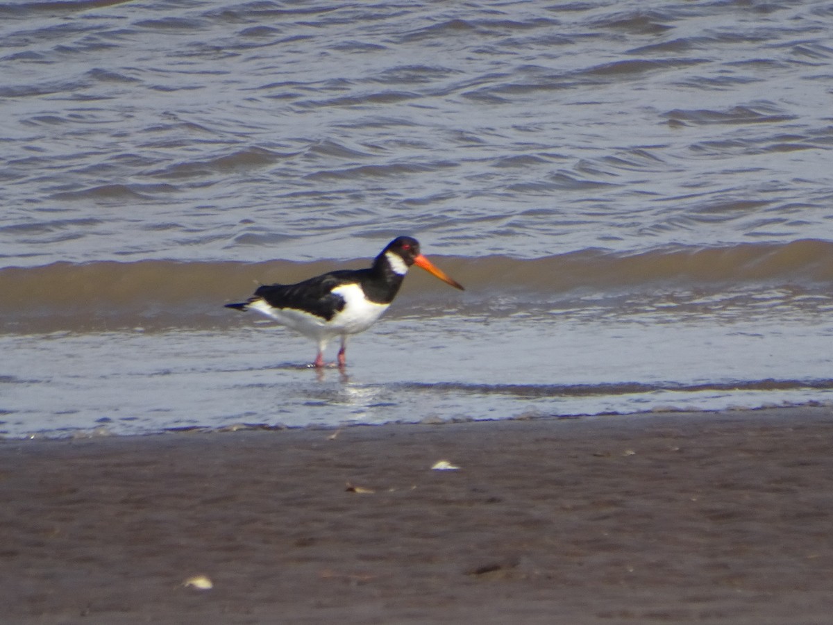 Eurasian Oystercatcher - Deval  Kadam