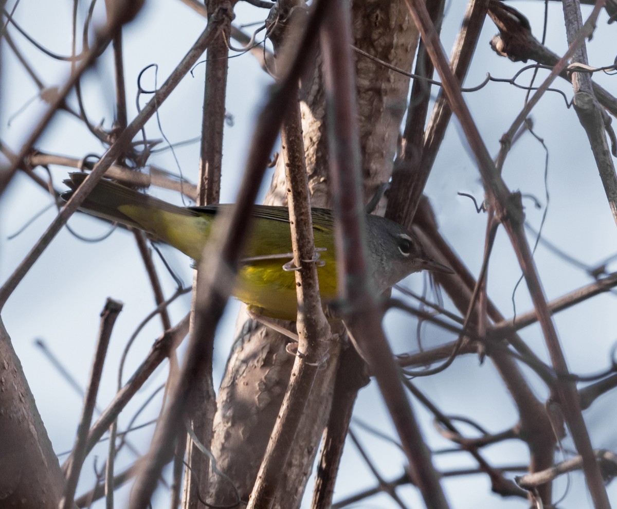 MacGillivray's Warbler - ML78733701