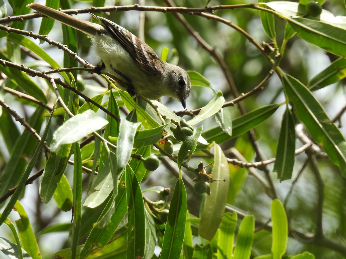 Southern Mouse-colored Tyrannulet - Edelweiss  Enggist