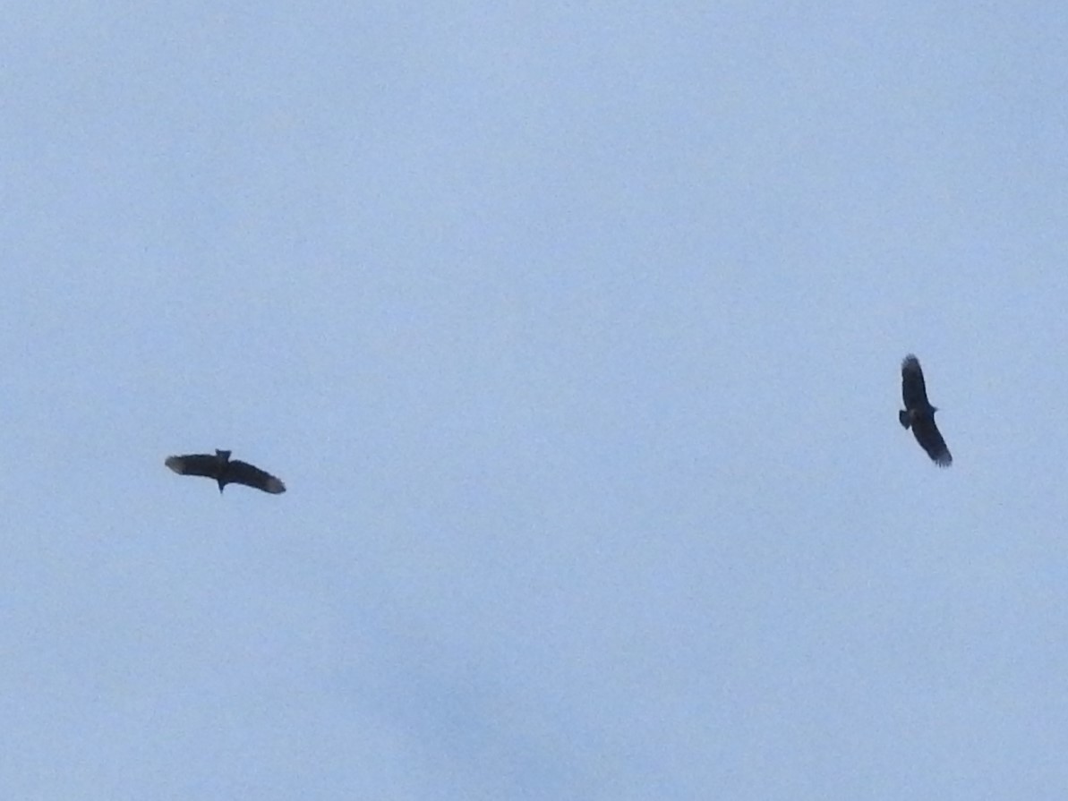 Black Vulture - ML78736771