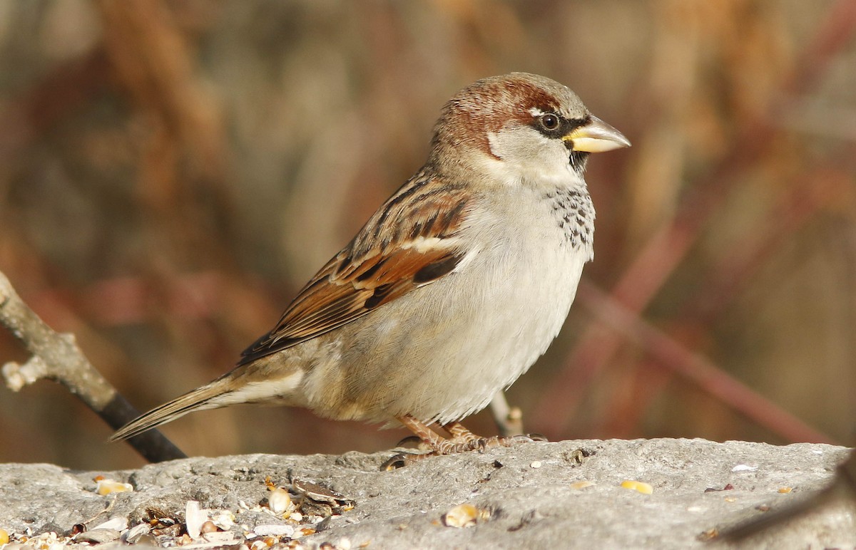 House Sparrow - David Beadle