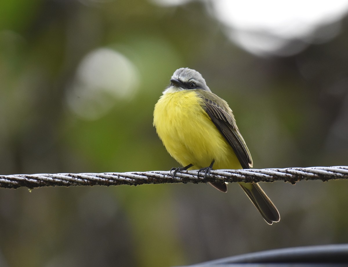 Gray-capped Flycatcher - ML78739421