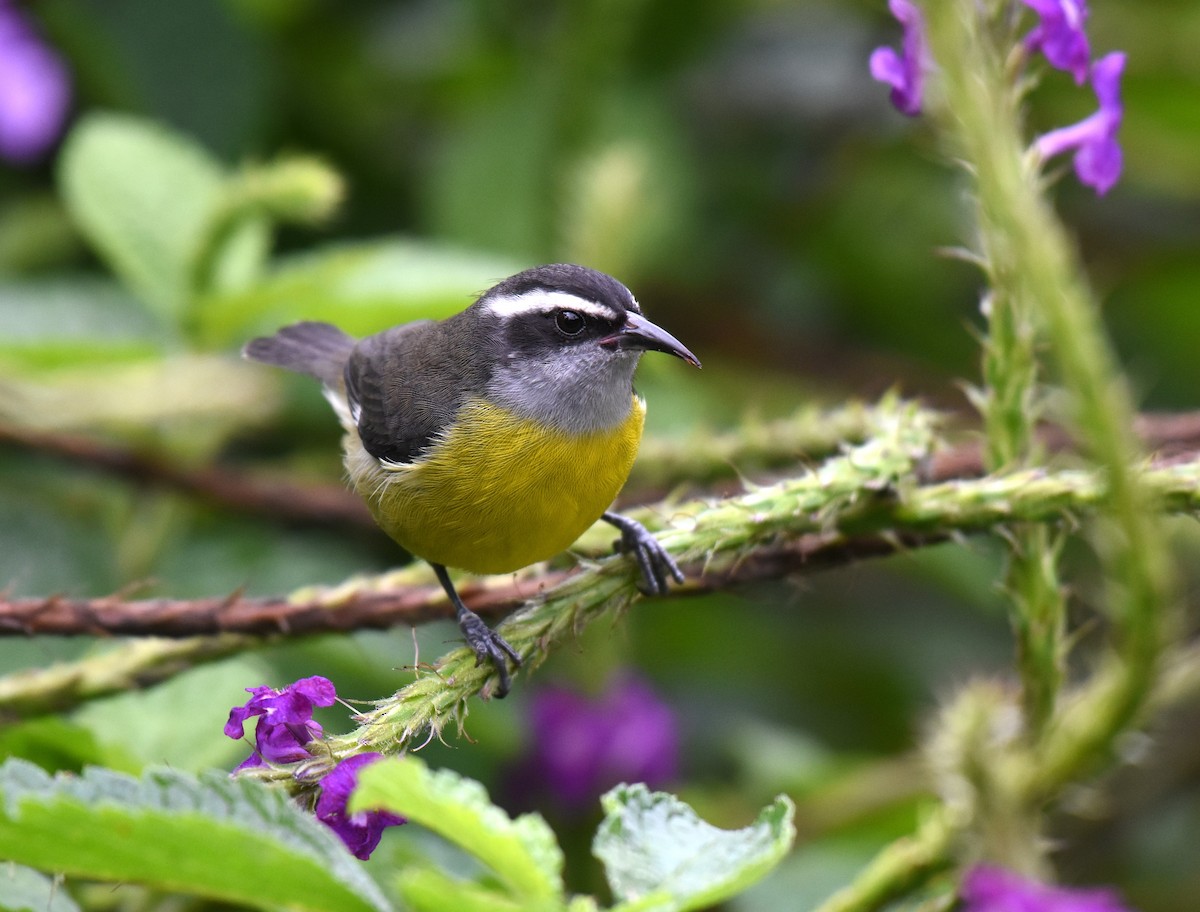 Bananaquit - ML78739891