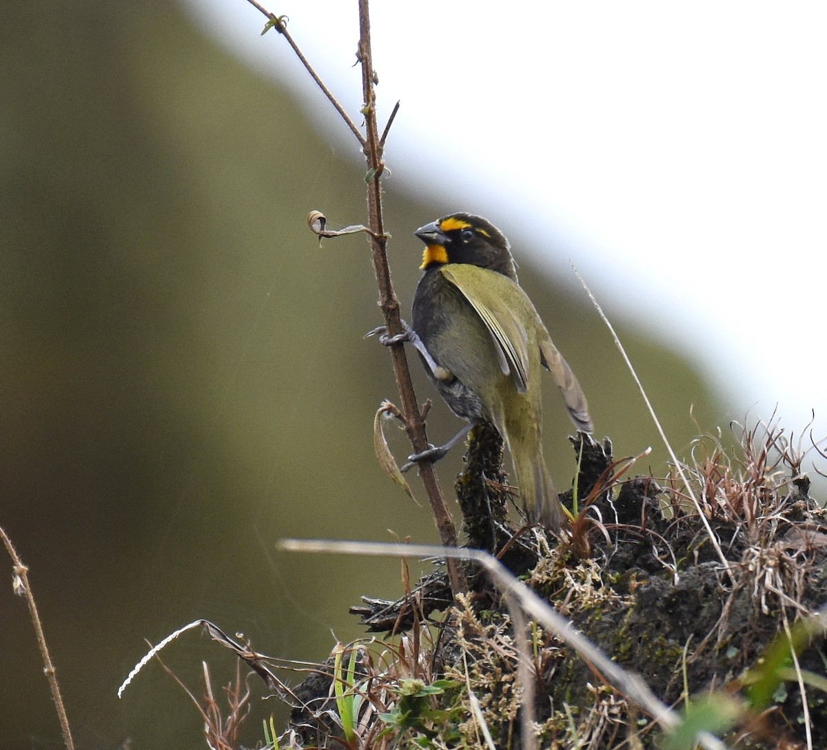 Yellow-faced Grassquit - ML78739921