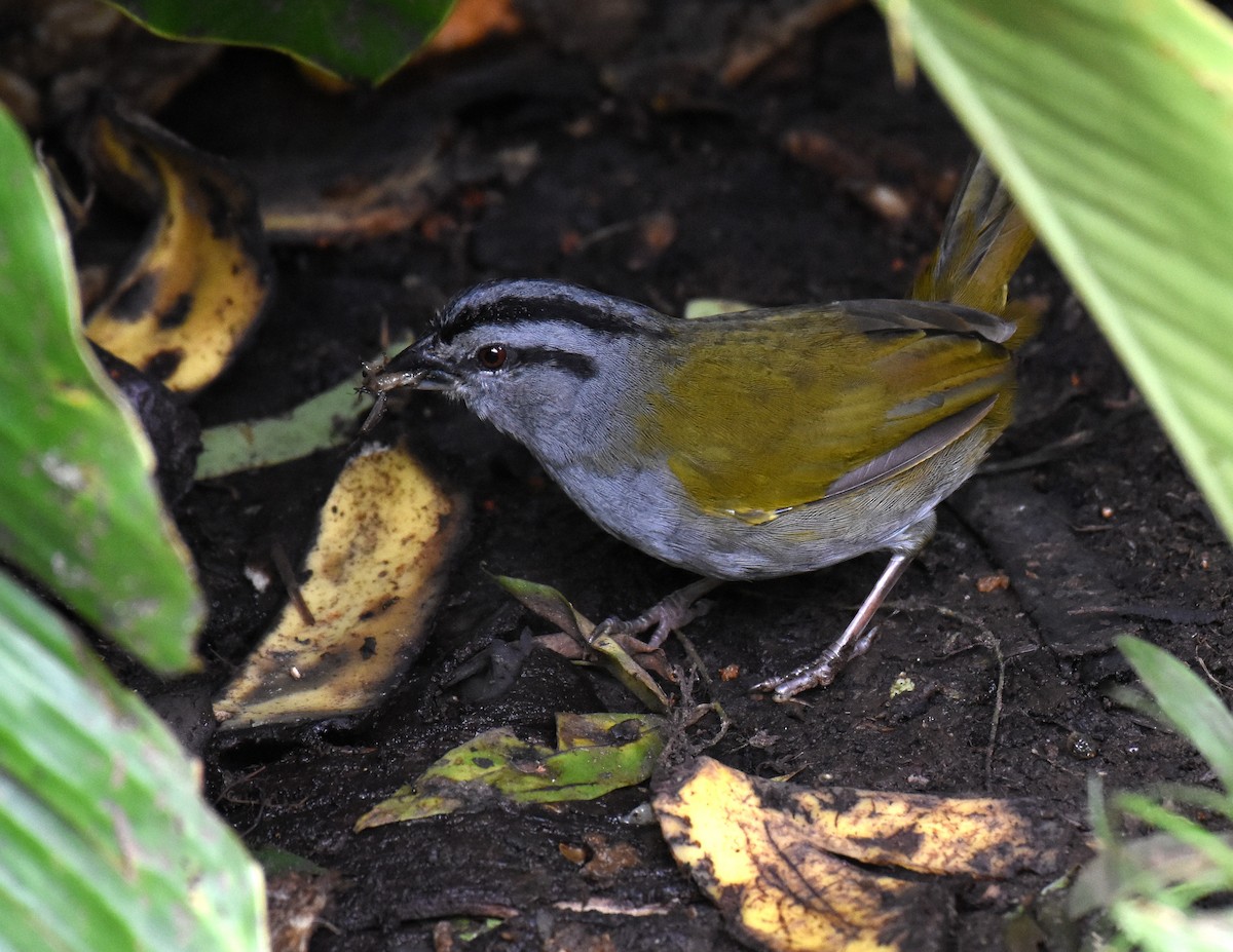 Black-striped Sparrow - Jason Vassallo