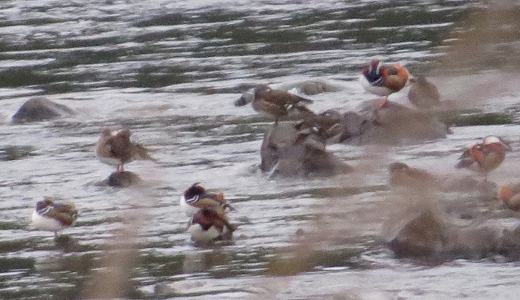 Mandarin Duck - "Chia" Cory Chiappone ⚡️