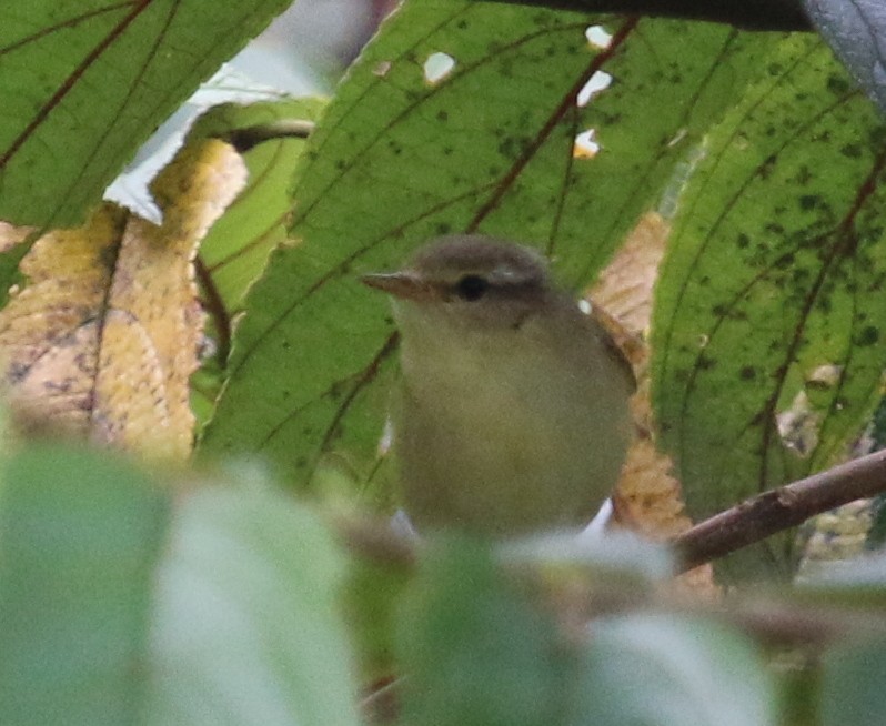 Willow Warbler - ML78742431