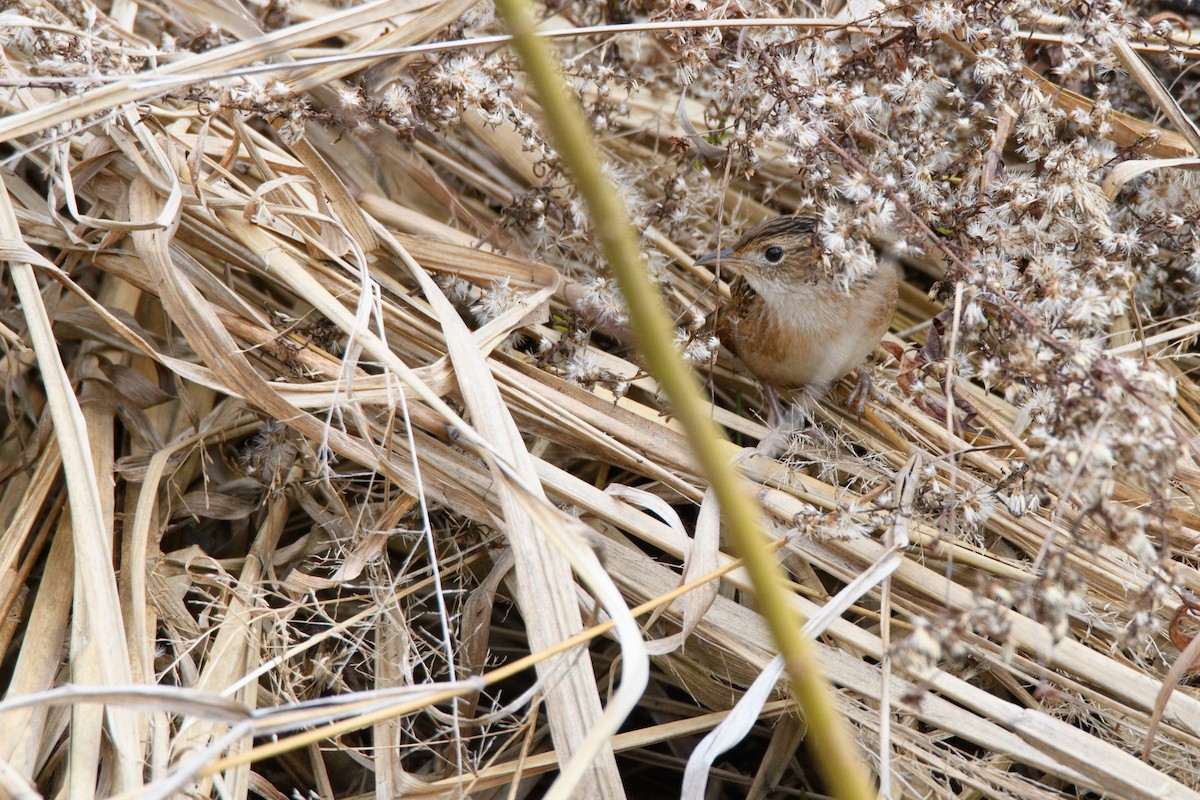 Sedge Wren - ML78742681