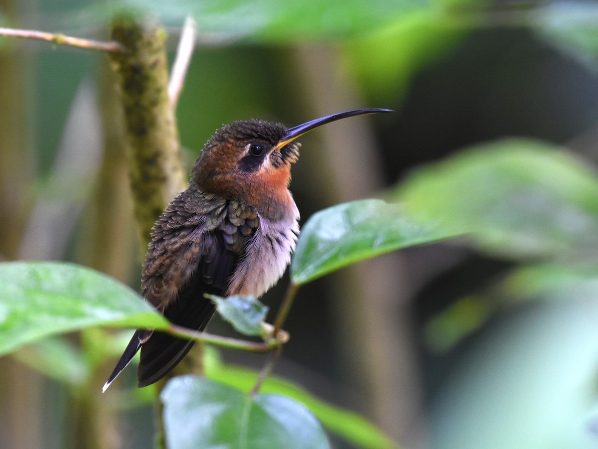 Band-tailed Barbthroat - Jason Vassallo