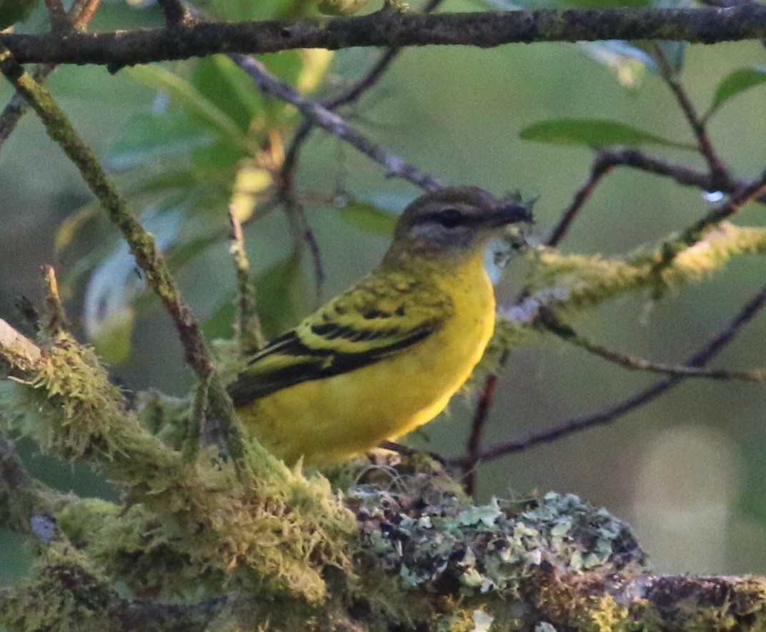 Petit's Cuckooshrike - ML78742921