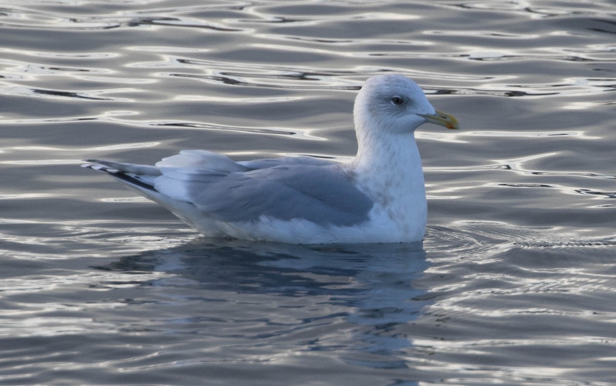 Iceland Gull - ML78743761