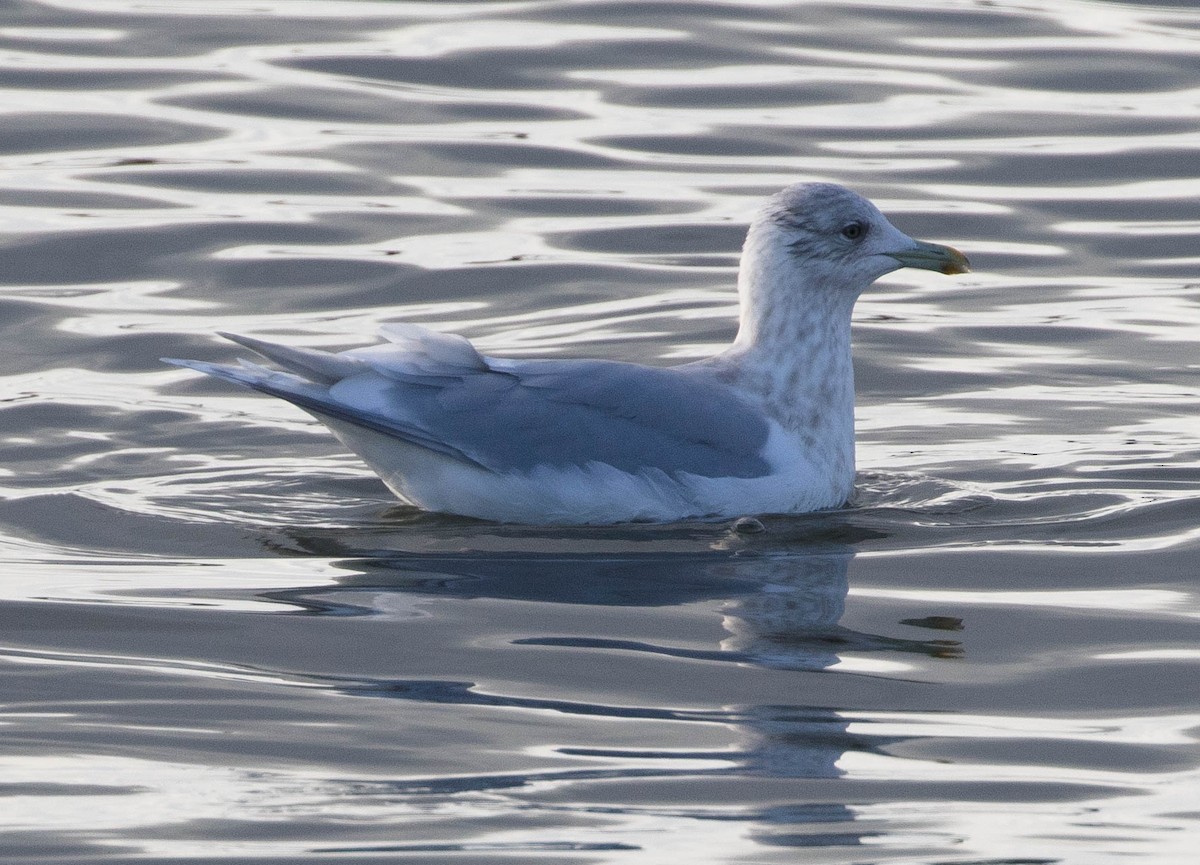 Iceland Gull - ML78743771