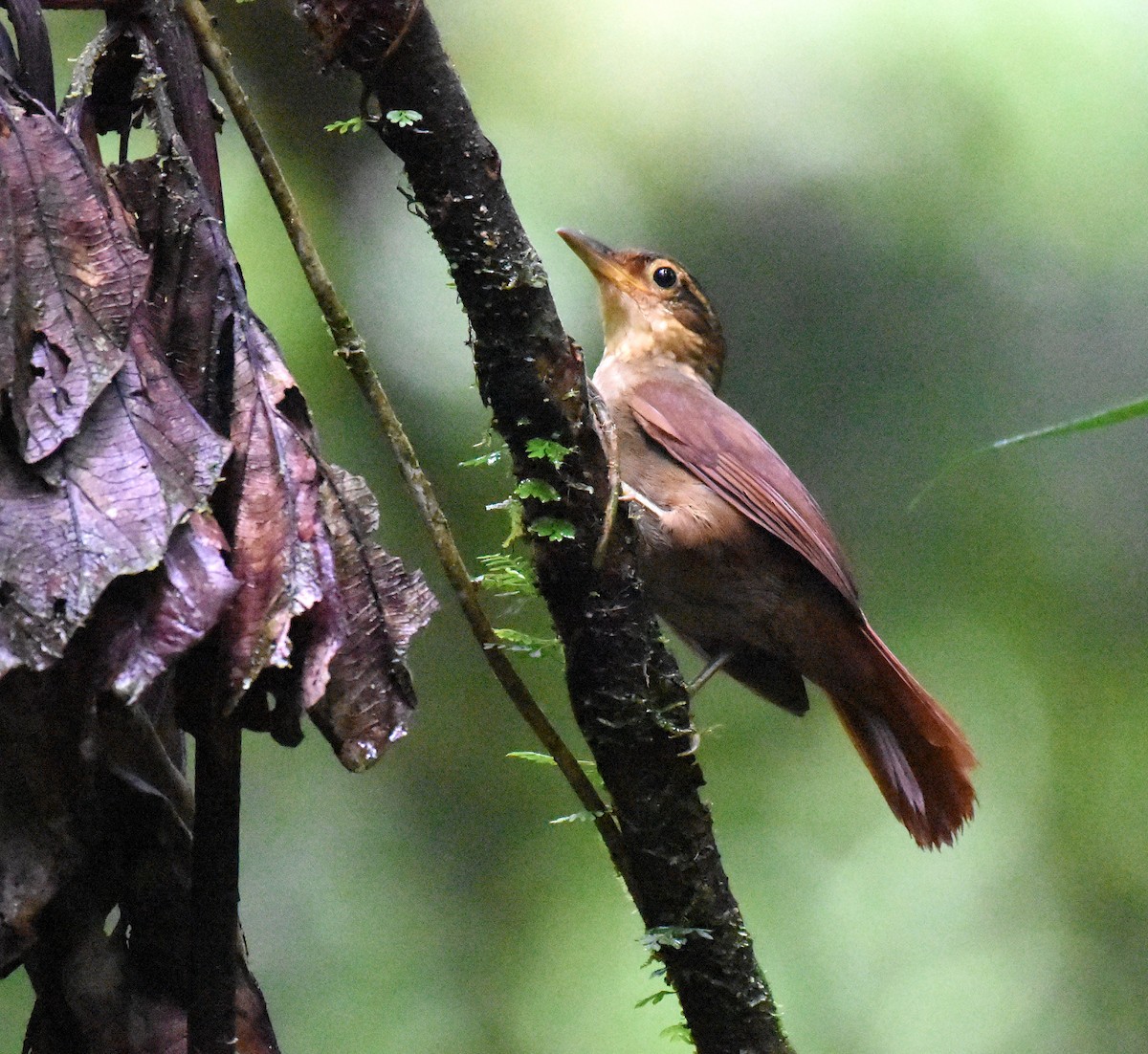 Fawn-throated Foliage-gleaner - Jason Vassallo