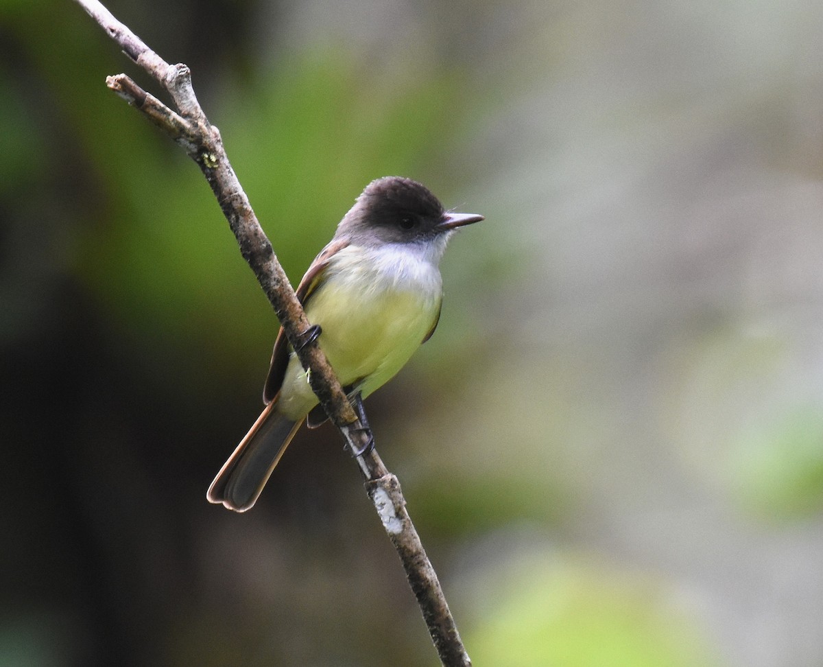 Dusky-capped Flycatcher - ML78743951