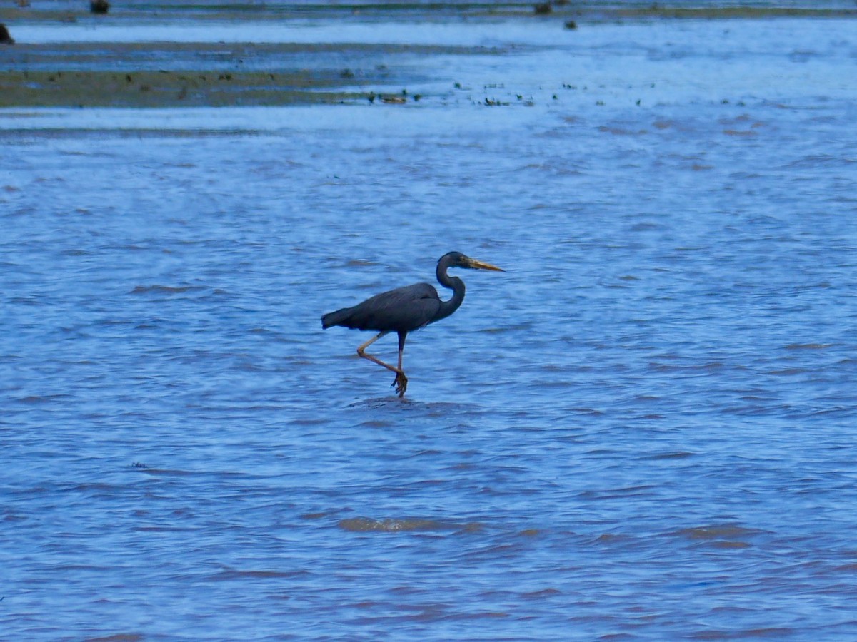 Humblot's Heron - ML78744531