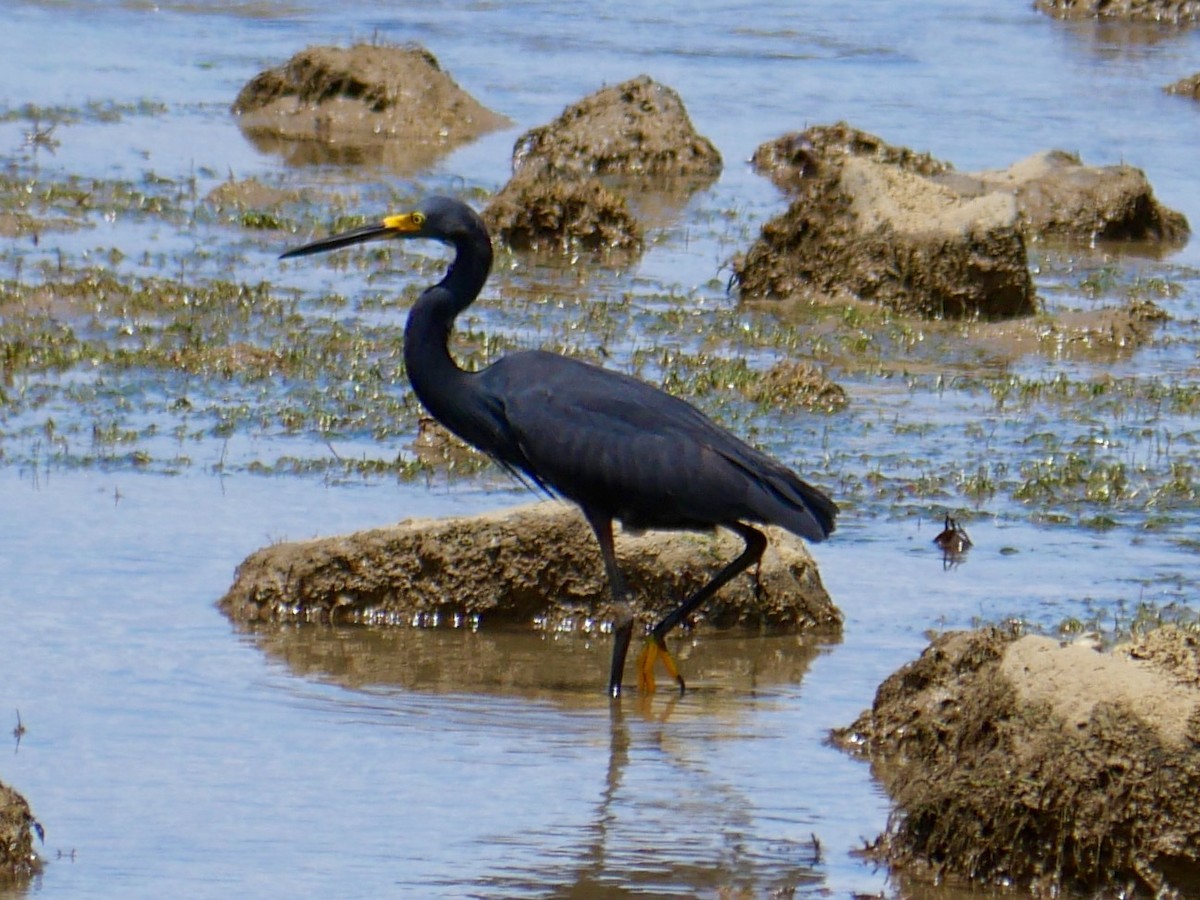 volavka stříbřitá (ssp. dimorpha) - ML78744571